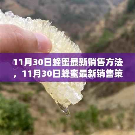 11月30日蜂蜜最新销售策略,开启甜蜜事业新篇章