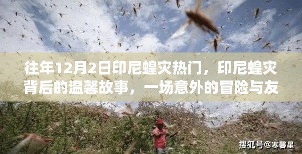 印尼蝗灾背后的温馨故事,冒险与友谊的温暖之旅