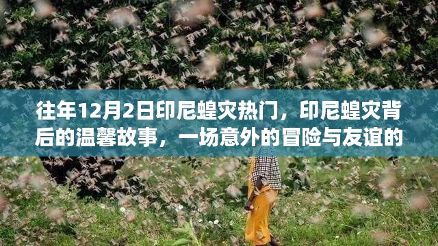 印尼蝗灾背后的温馨故事,冒险与友谊的温暖之旅