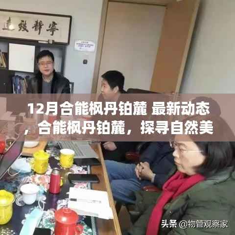 合能枫丹铂麓十二月最新动态,探寻自然美景的心灵之旅