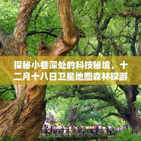 探秘科技秘境,小巷深处的传奇软件与卫星地图森林探游之旅(十二月十八日)