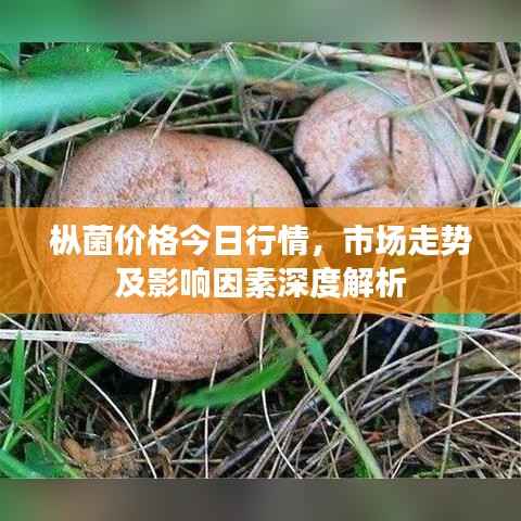 枞菌价格今日行情,市场走势及影响因素深度解析