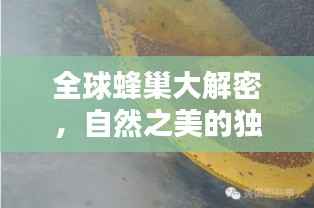 全球蜂巢大解密,自然之美的独特魅力排行榜